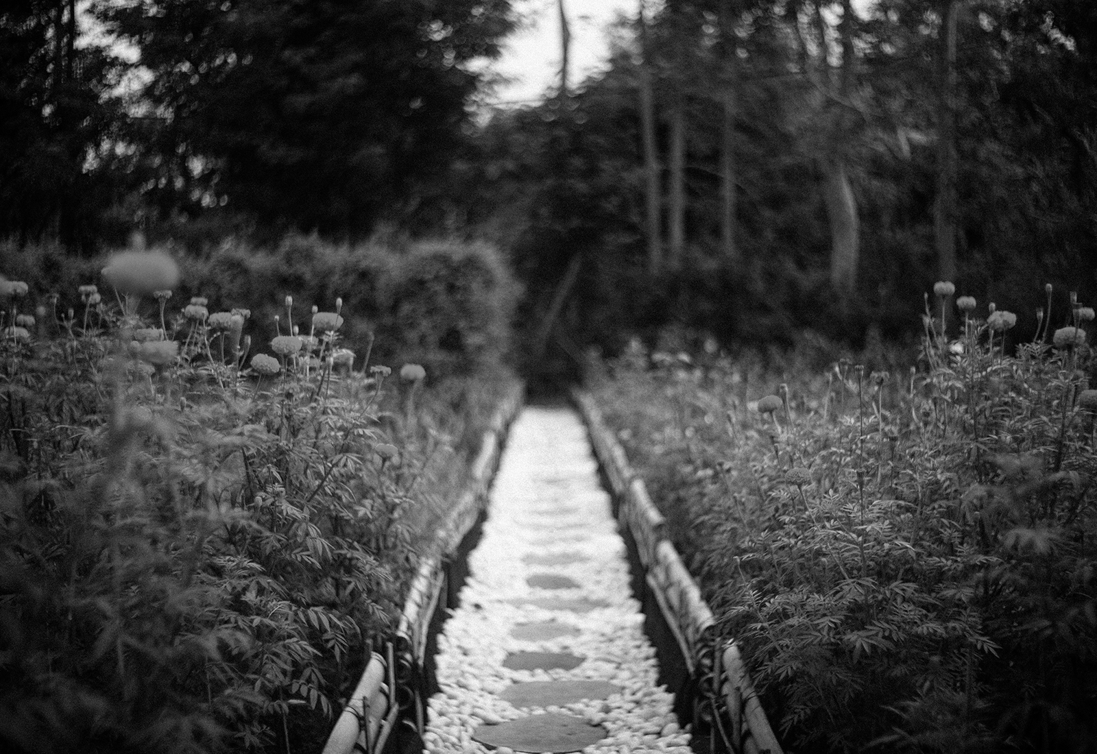 ThePunch_Brands_Photo_FieldsOfYarrow1