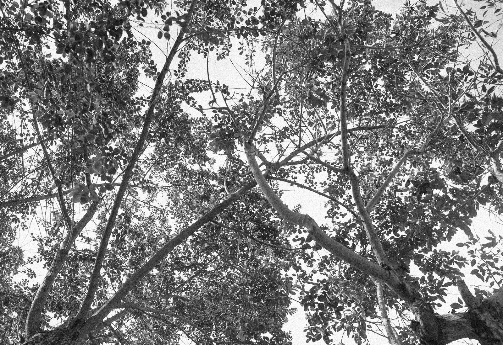 ThePunchCommunity_Featured_MuleMalu_10