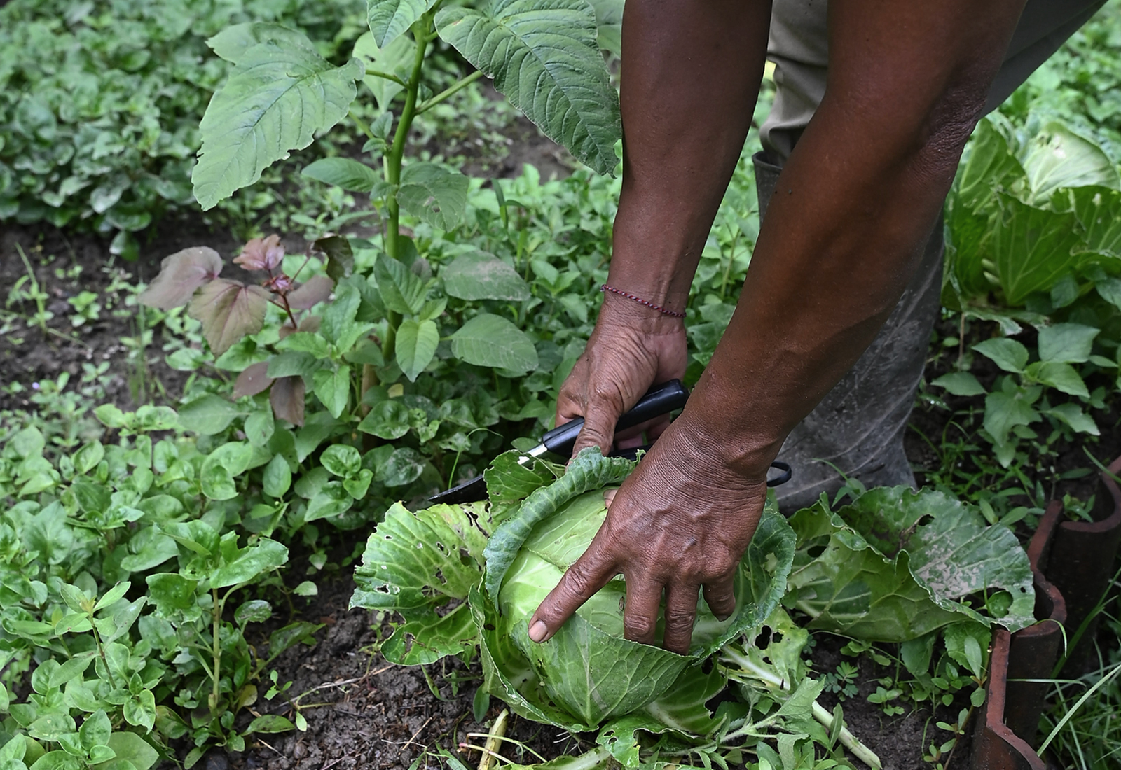 ThePunchCommunity_Featured_ManaEarthlyParadise20