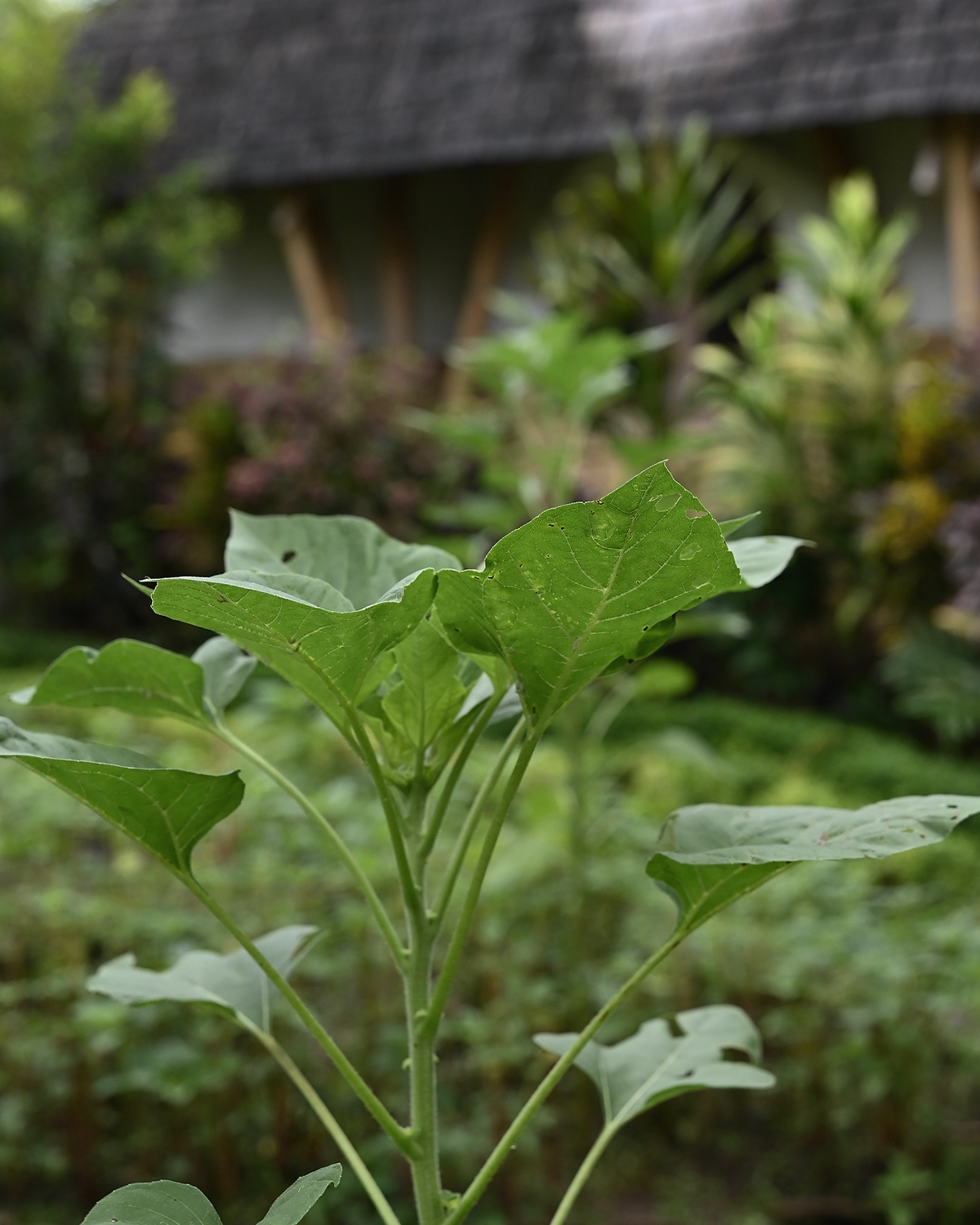 ThePunchCommunity_Featured_ManaEarthlyParadise4