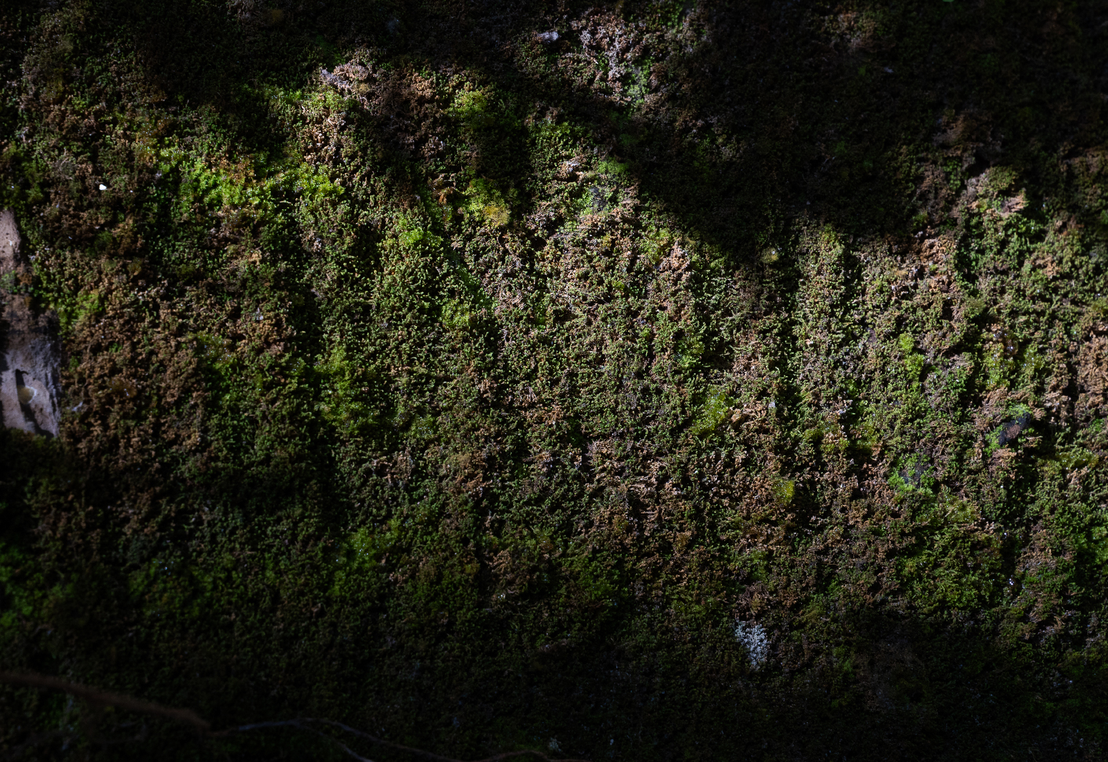 ThePunchCommunity_Featured_SebatuSanctuary16