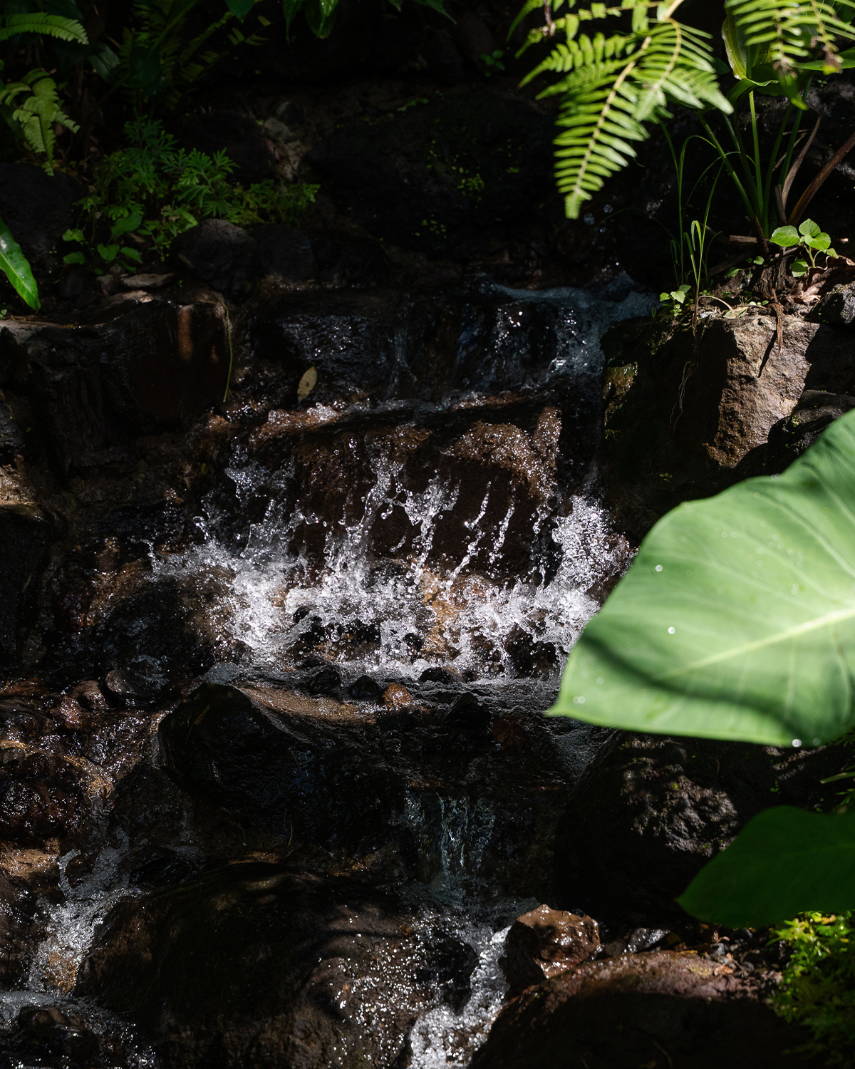 ThePunchCommunity_Featured_SebatuSanctuary3