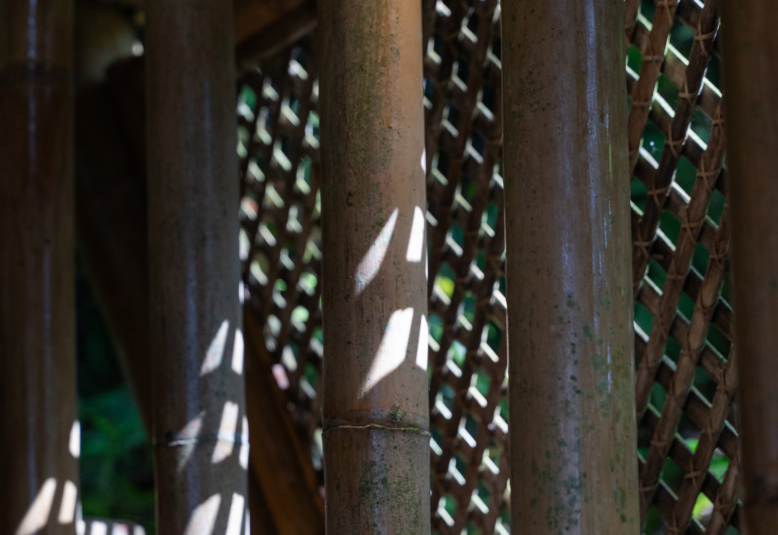 ThePunchCommunity_Featured_SebatuSanctuary8