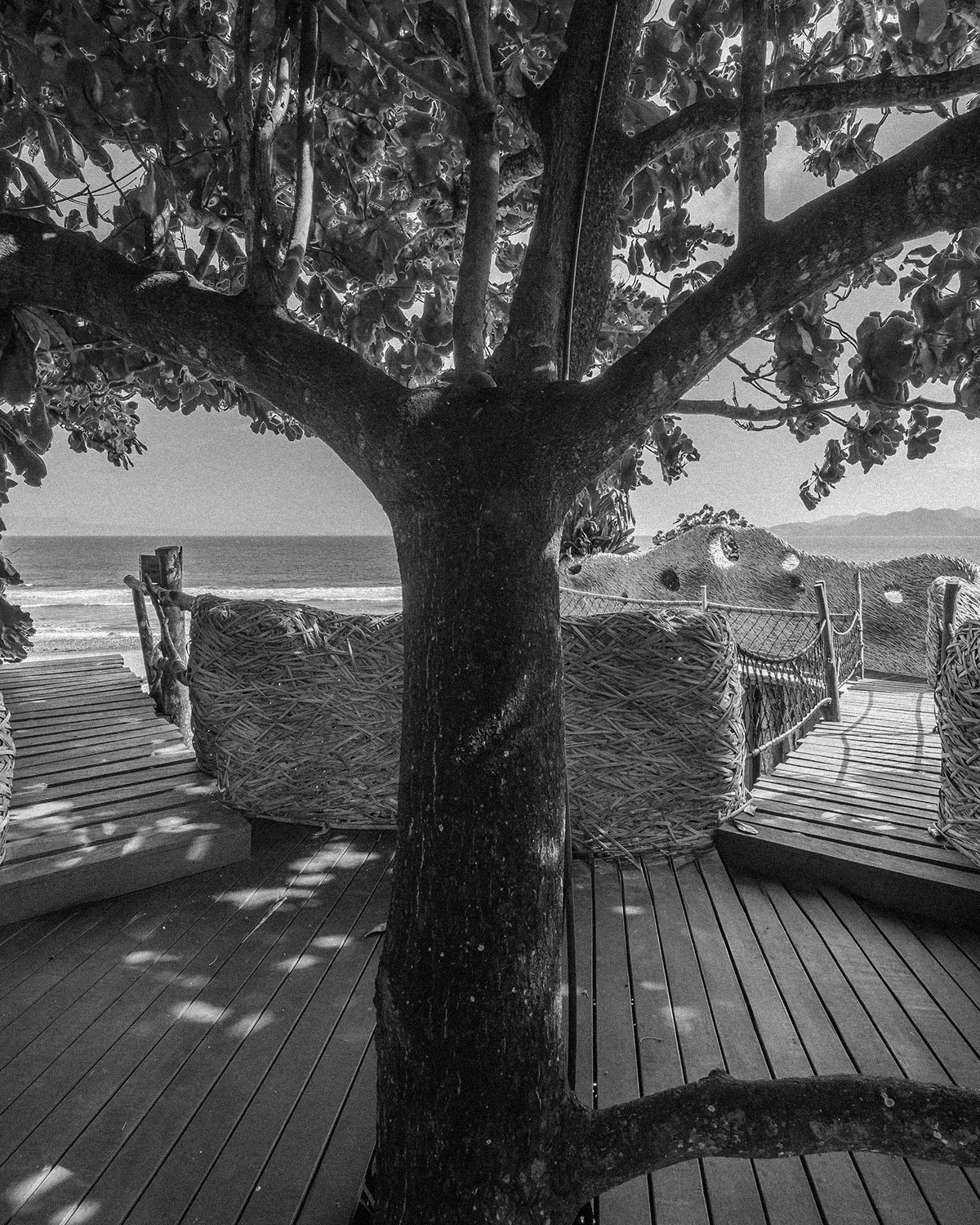 ThePunchCommunity_Featured_TheSeed5