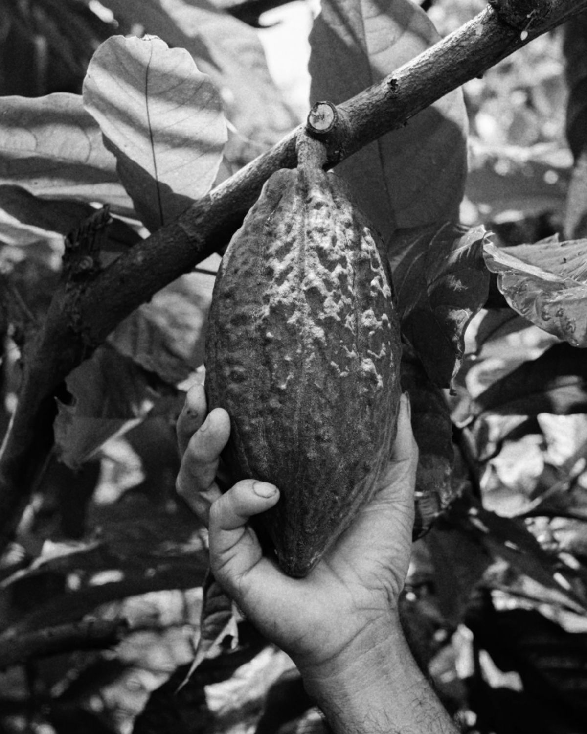 ThePunchCommunity_SacredCacao1