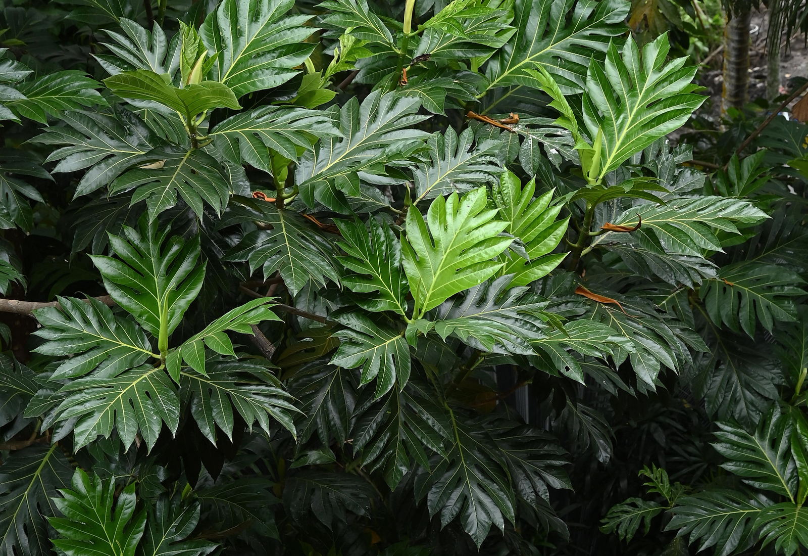 ThePunchCommunity_Featured_TitikDua112